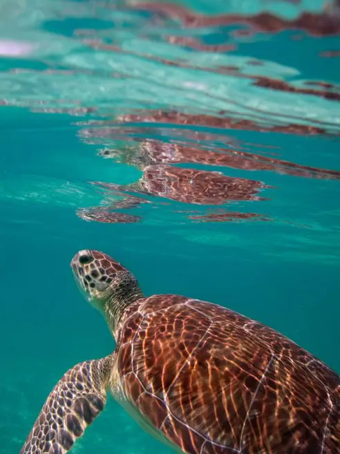 Inspiration Mexico Tulum Akumal Beach Turtle