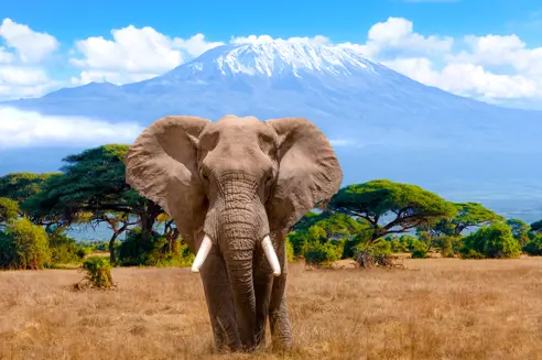 Elefant Kenya Kili