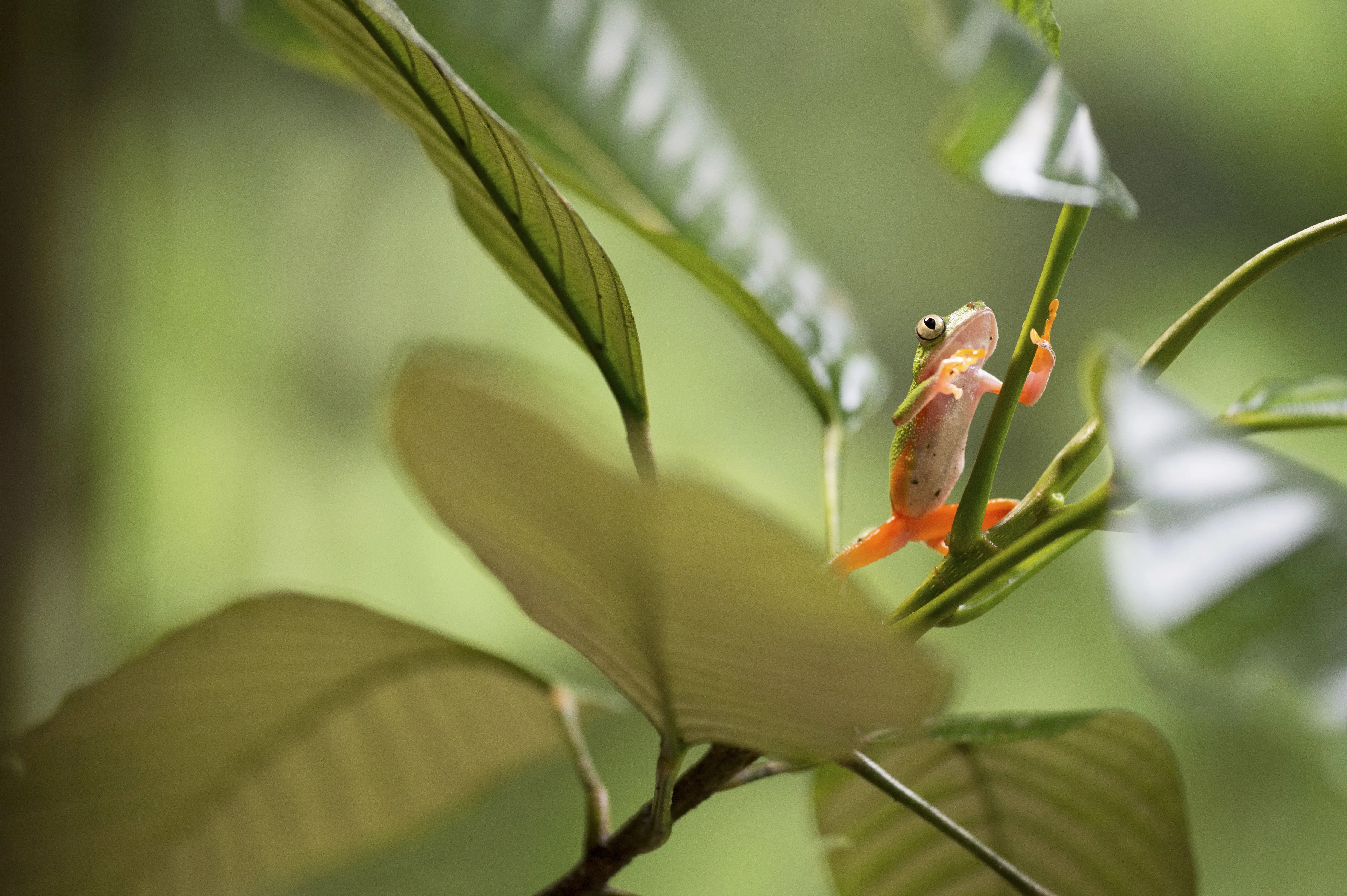 Frø i junglen i Bigai