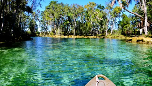 Svøm med manatees i Crystal River Florida USA