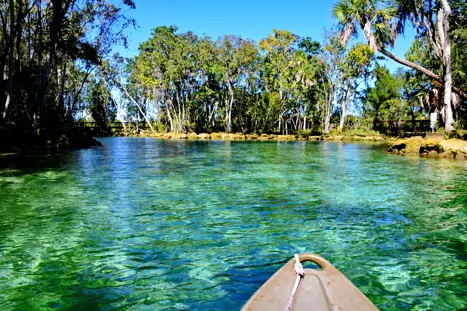 Svøm med manatees i Crystal River Florida USA