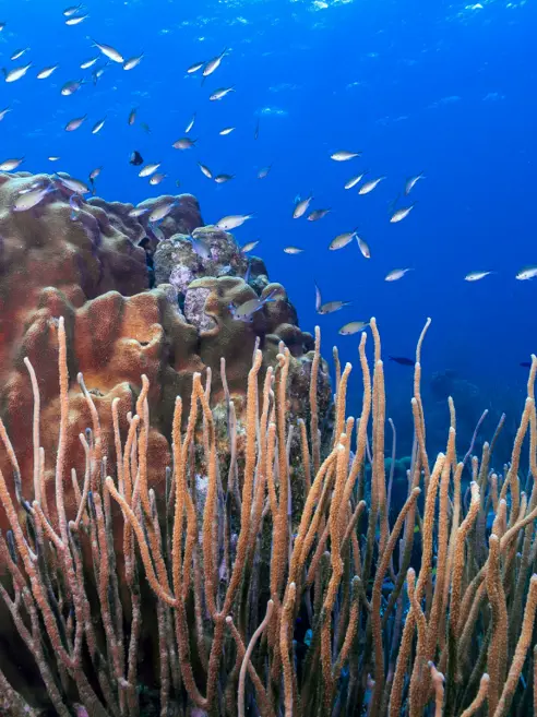 Koralrev, Bonaire