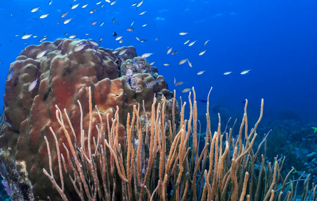 Koralrev, Bonaire