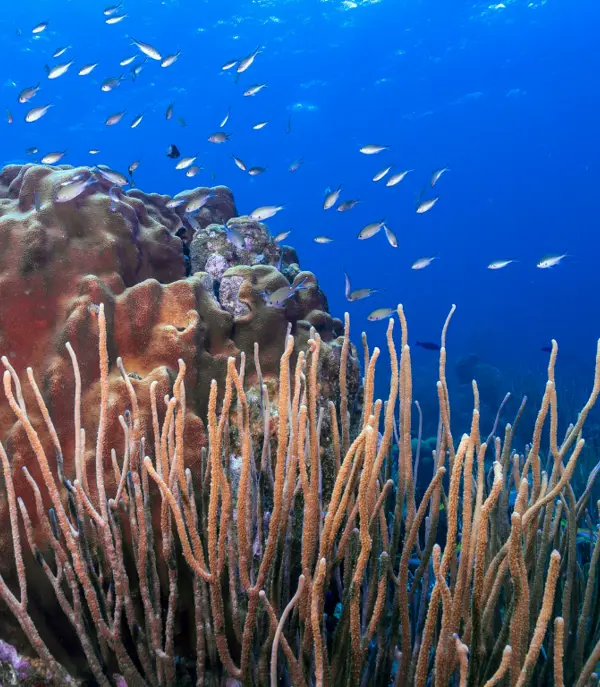 Koralrev, Bonaire