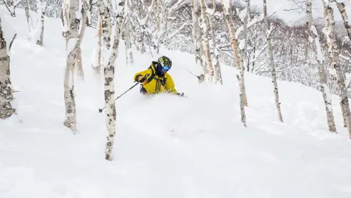 Skirejse Japan Tree Skiing Niseko