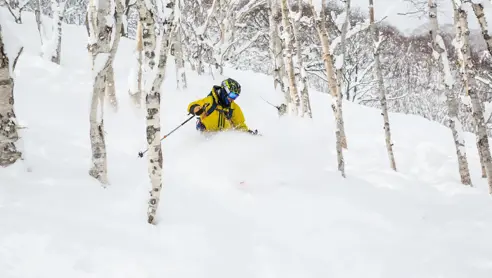 Skirejse Japan Tree Skiing Niseko