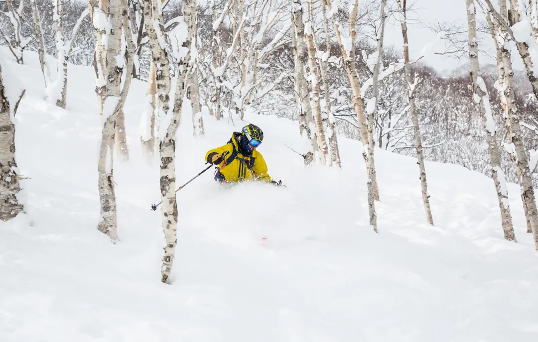 Skirejse Japan Tree Skiing Niseko