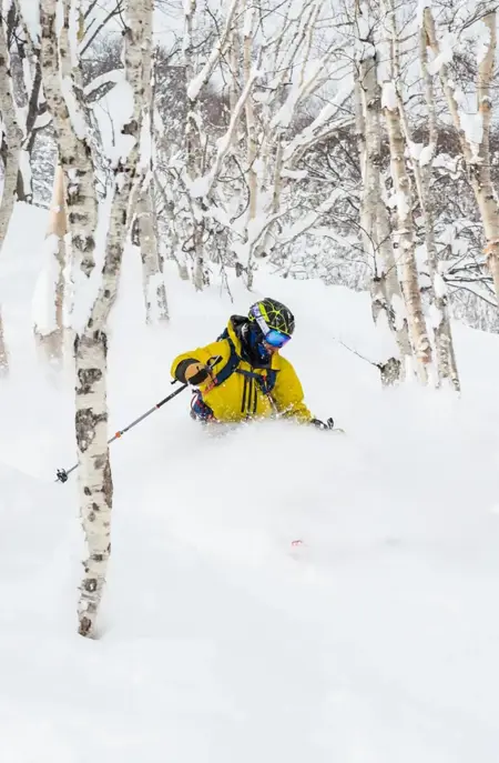 Skirejse Japan Tree Skiing Niseko