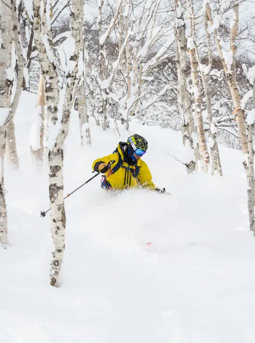 Skirejse Japan Tree Skiing Niseko
