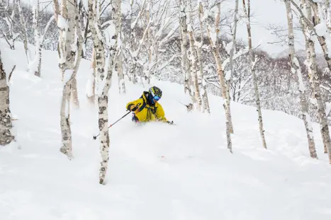 Skirejse Japan Tree Skiing Niseko