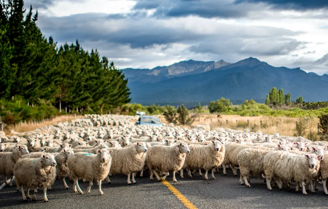 Car Sheep New Zealand