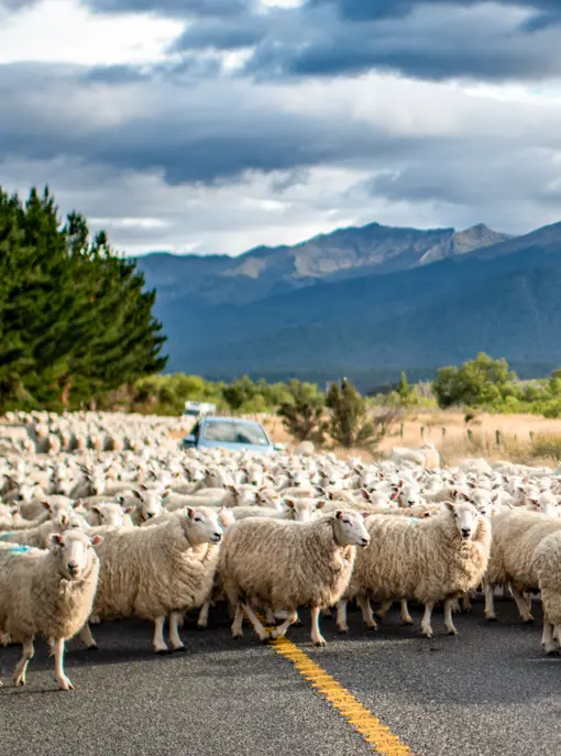 Car Sheep New Zealand