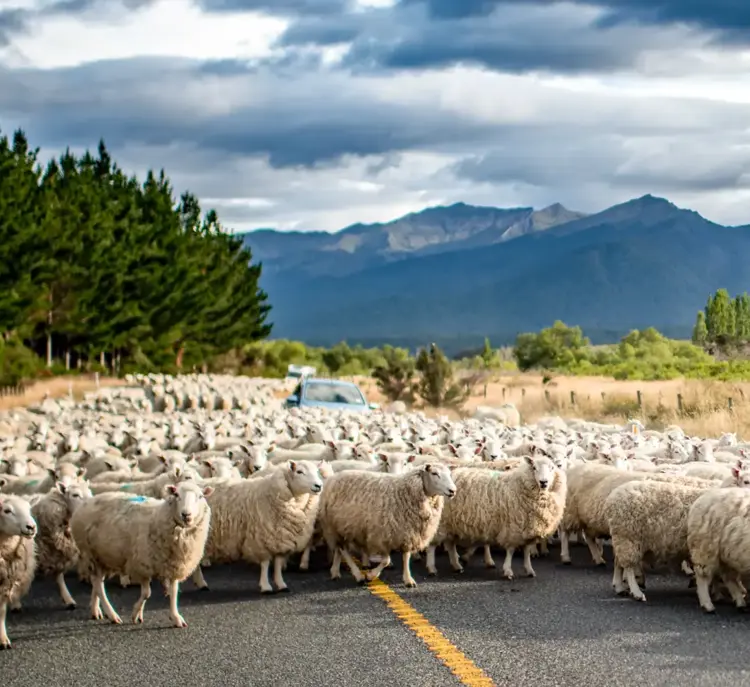 Car Sheep New Zealand
