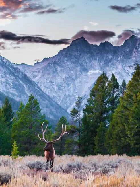 rejseplan-wyoming-jackson-hole-grand-teton-np-elk.jpg