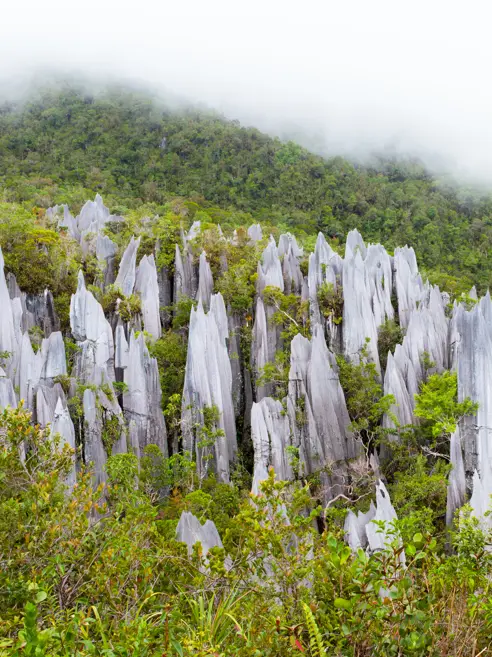 Mulu National Park Borneo
