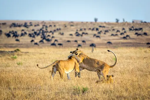 Serengeti National Park Tanzania