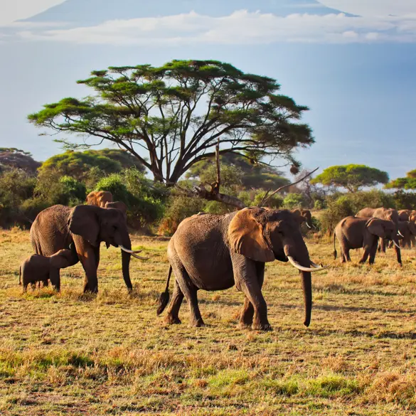 Tanzania Kilimanjaro Elefant