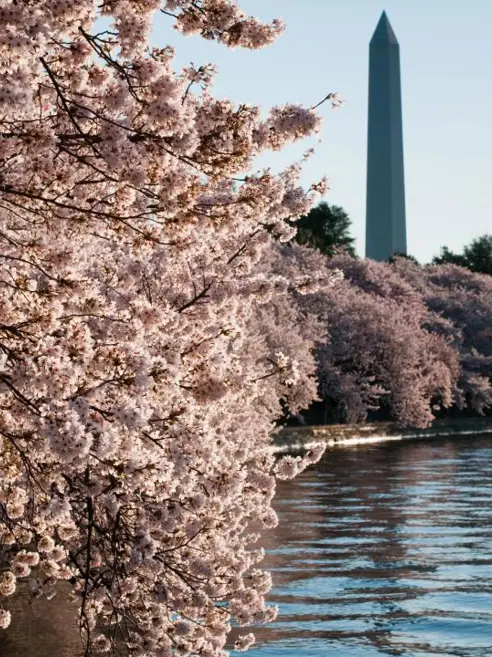 inspiration-east-coast-washington-pink.jpg