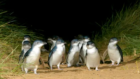 Phillip Island Australien
