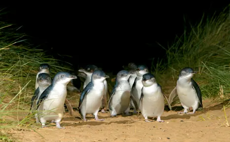 Phillip Island Australien