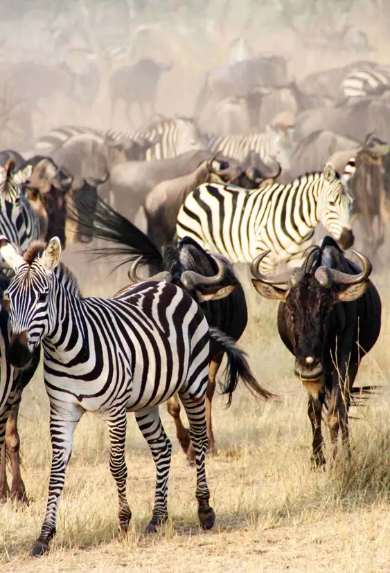 Safari med DanExplore