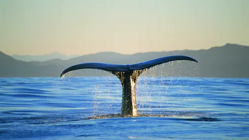 Hvalsafari fra Kaikoura i New Zealand