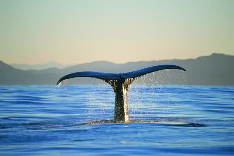 Hvalsafari fra Kaikoura i New Zealand