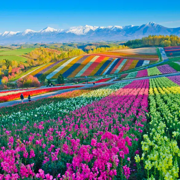 Blomster ved Biei på Hokkaido i det nordlige Japan