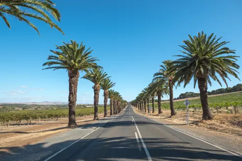 Australien Barossa Valley Palm Drive