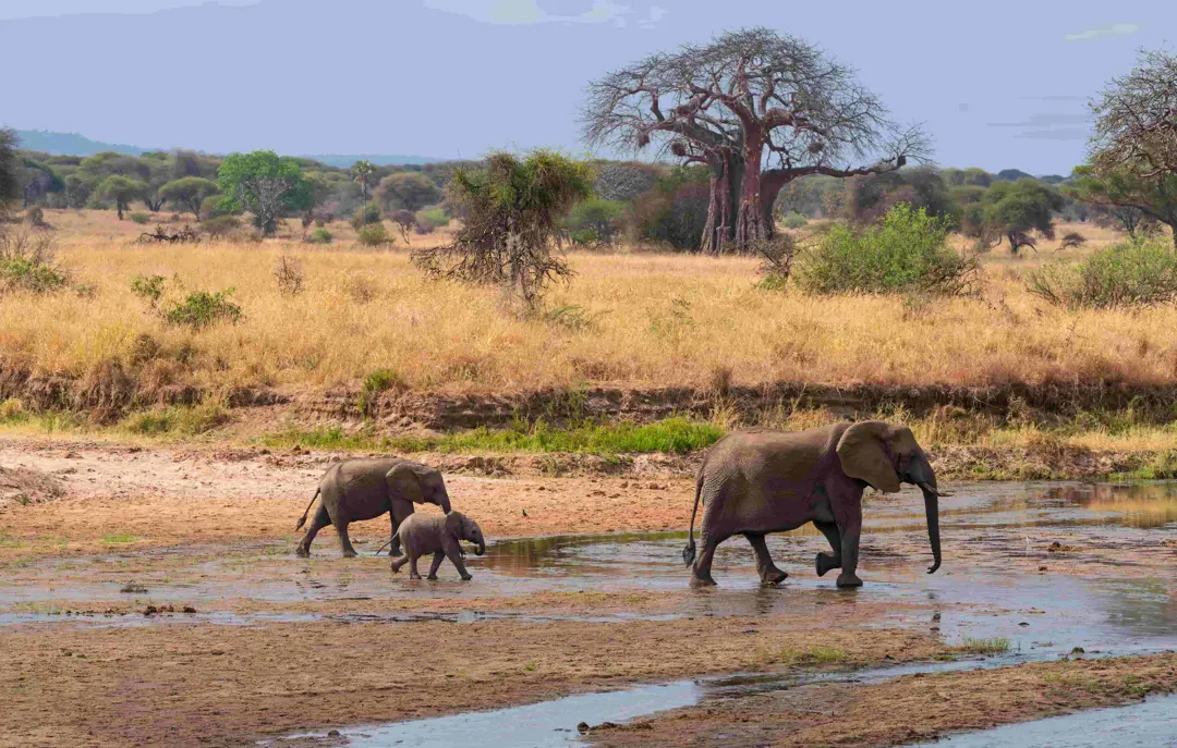 Elefanter i Tarangire National Park i Tanzania
