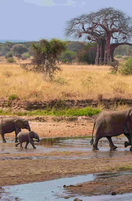 Elefanter i Tarangire National Park i Tanzania