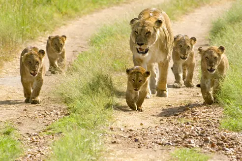 Afrika Kenya Masai Mara Løver