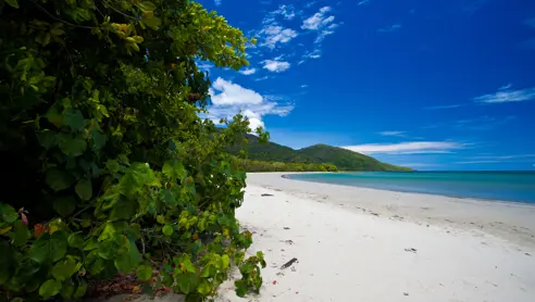 Australien Cape Tribulation