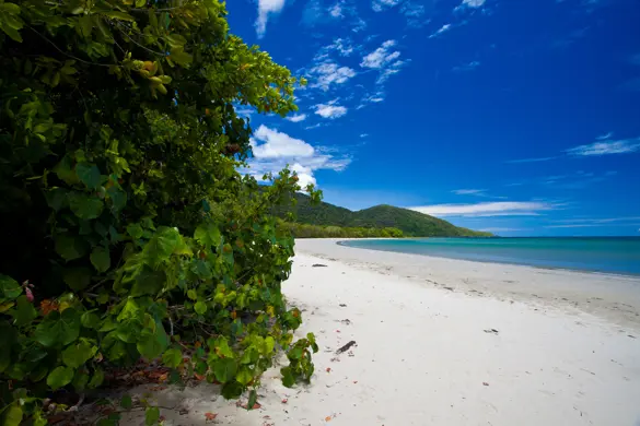 Australien Cape Tribulation