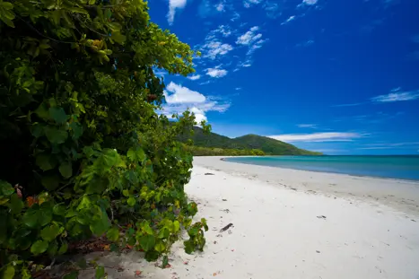 Australien Cape Tribulation