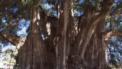 Tree Of Tule (2)