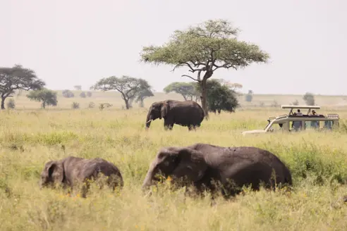 Rejser til Tarangire National Park i Tanzania