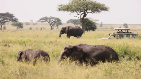 Rejser til Tarangire National Park i Tanzania
