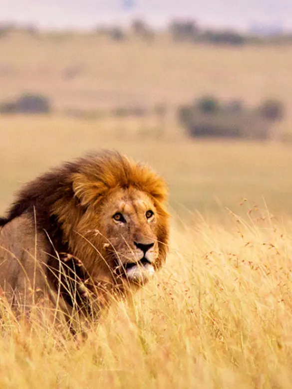 1920x969_Topbillede_Eventyrsafari.jpg