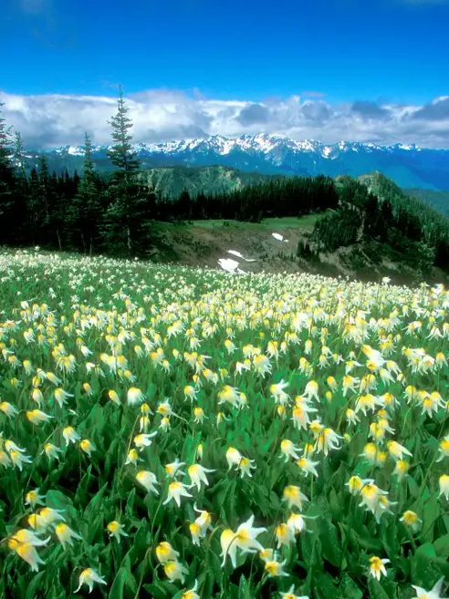 Oregon kyst