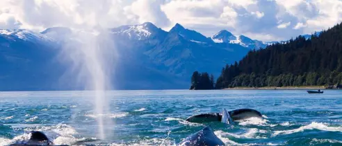 Rejseplan Alaska Juneau Humpaback Whales