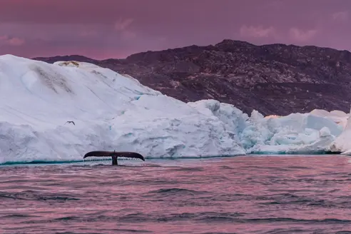 HIF Icefiord (5)