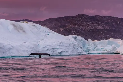 HIF Icefiord (5)