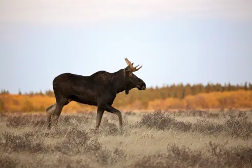 Informationer vedr. rejser til Canada