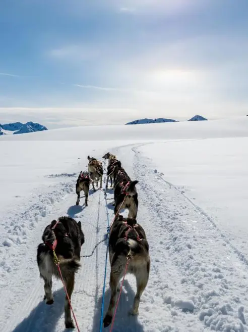 inspiration-alaska-dogsledding.jpg