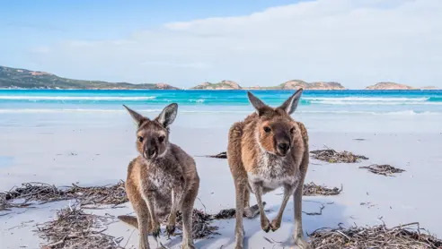 Australien Kangaroo Island