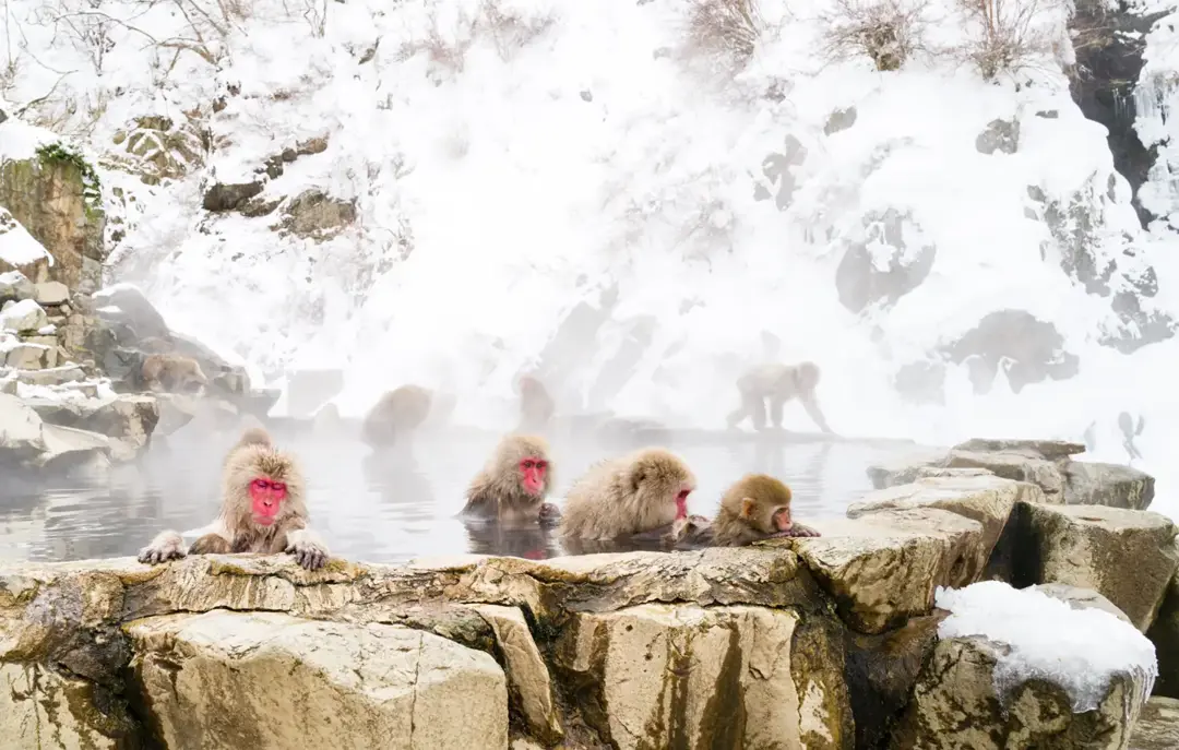 Jigokudani Monkey Park sneaber Japan