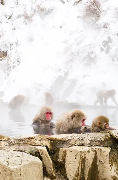 Jigokudani Monkey Park sneaber Japan