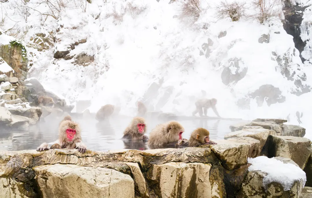 Jigokudani Monkey Park sneaber Japan