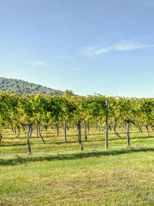 blog-post-forar-i-washington-vin.jpg